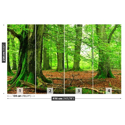 Mural de parede Floresta de faias