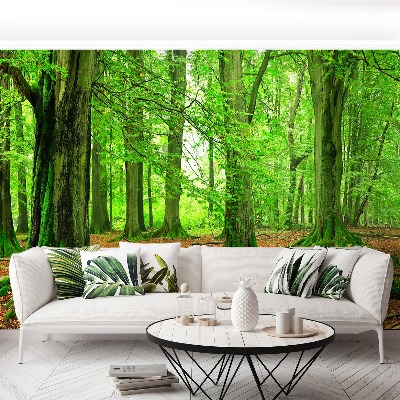 Mural de parede Floresta de faias