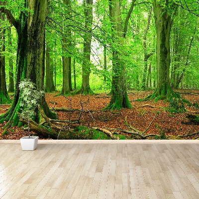 Mural de parede Floresta de faias