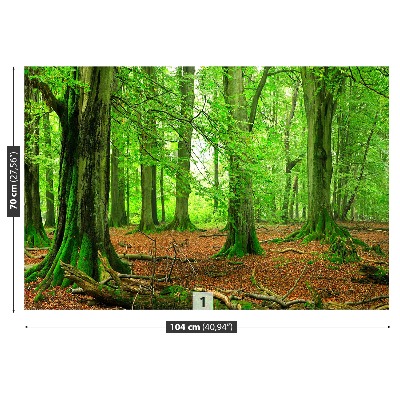 Mural de parede Floresta de faias