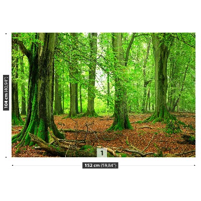 Mural de parede Floresta de faias