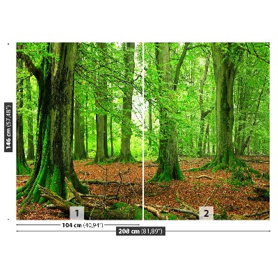 Mural de parede Floresta de faias