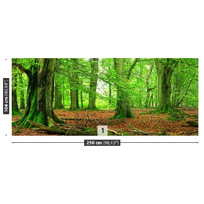 Mural de parede Floresta de faias