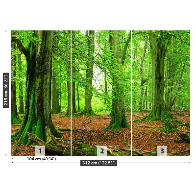 Mural de parede Floresta de faias