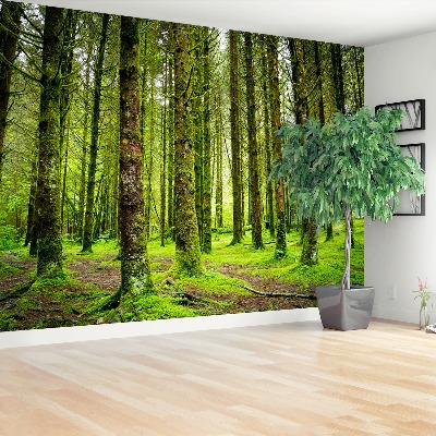 Papel de parede Árvores