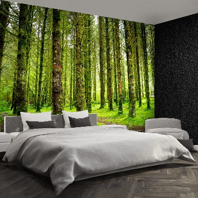 Papel de parede Árvores