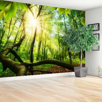 Mural de parede Floresta de faias