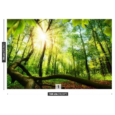 Mural de parede Floresta de faias