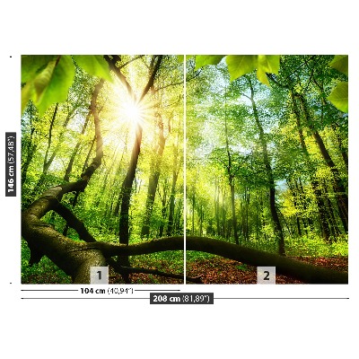 Mural de parede Floresta de faias