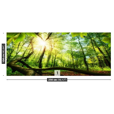 Mural de parede Floresta de faias