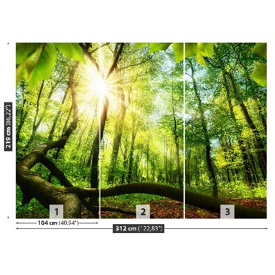 Mural de parede Floresta de faias