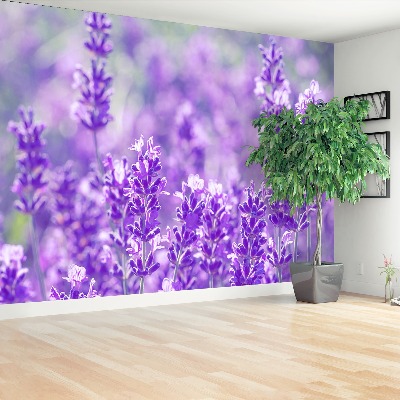Papel de parede Lavanda Roxa