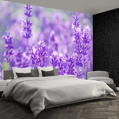Papel de parede Lavanda Roxa