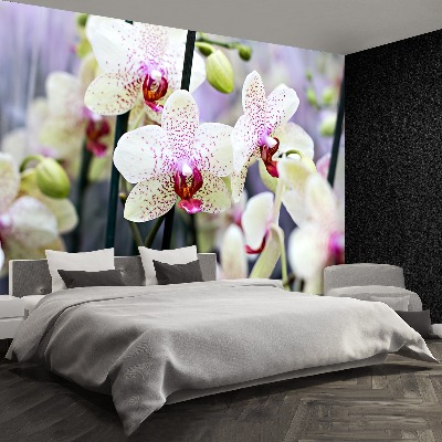 Papel de parede Flores de orquídea