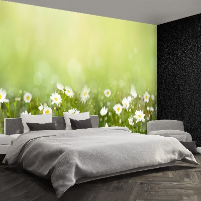 Papel de parede Margaridas