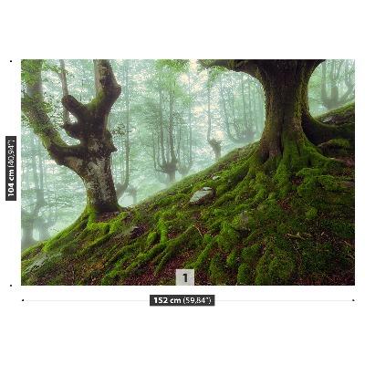 Mural de parede Floresta de faias