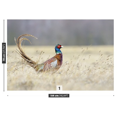 Papel de parede Faisão