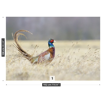 Papel de parede Faisão