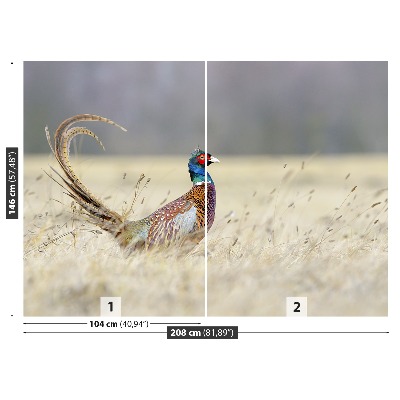 Papel de parede Faisão