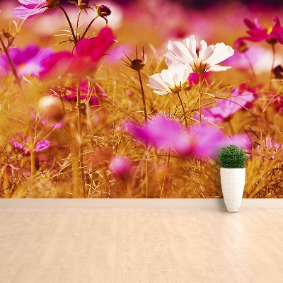 Papel de parede Flor Cosmos