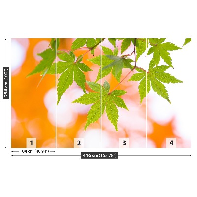 Papel de parede Folhas de bordo