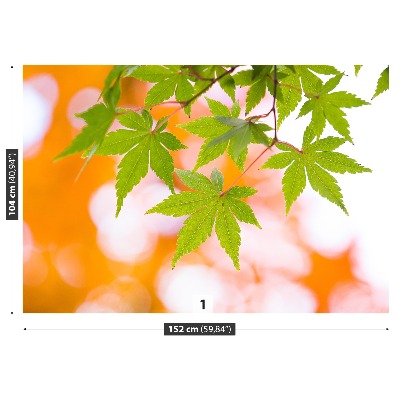 Papel de parede Folhas de bordo