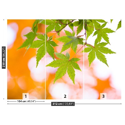 Papel de parede Folhas de bordo