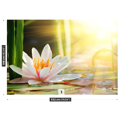 Papel de parede Lagoa de Lótus