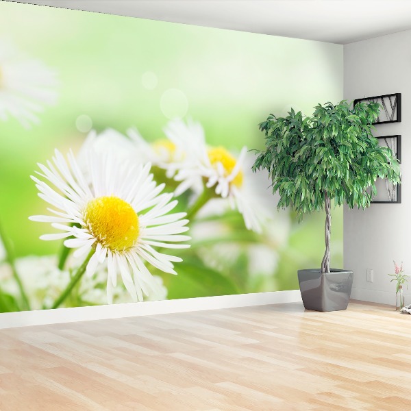 Papel de parede Margarida Verde