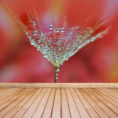 Mural de parede Dente-de-leão vermelho