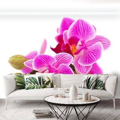 Mural de parede Flores de orquídea