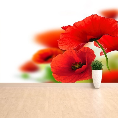 Mural de parede Papoilas brancas