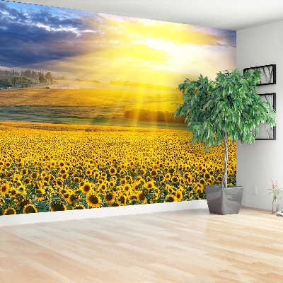 Mural de parede Um campo de girassóis