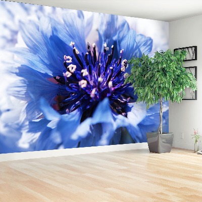 Papel de parede Azul Centáurea