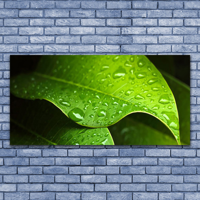 Quadro acrílico Gotas de Orvalho Folha