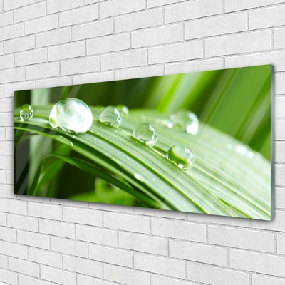 Quadro acrílico Gotas de orvalho das folhas