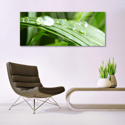 Quadro acrílico Gotas de orvalho das folhas