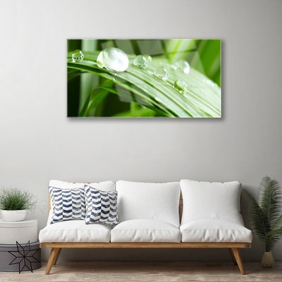 Quadro acrílico Gotas de orvalho das folhas