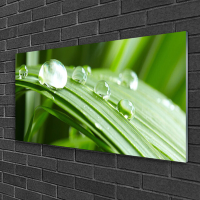 Quadro acrílico Gotas de orvalho das folhas