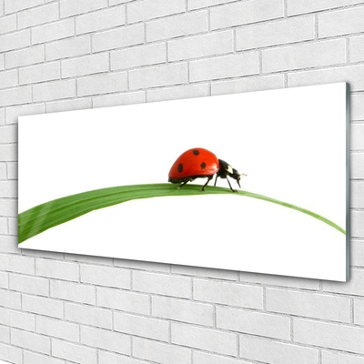 Quadro acrílico Joaninha Natureza