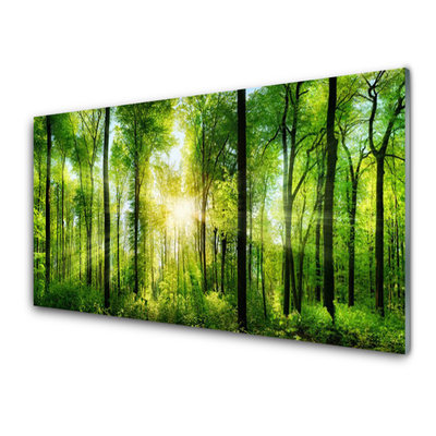 Quadro acrílico Floresta Natureza Árvores