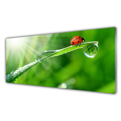 Pintura acrílica Joaninha Natureza Grama