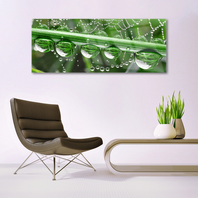 Quadro acrílico Planta de gotas de teia de aranha