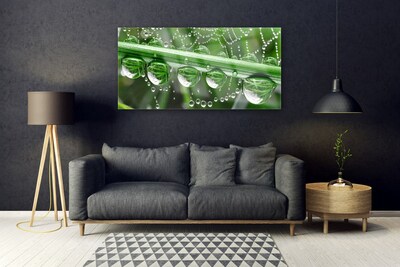 Quadro acrílico Planta de gotas de teia de aranha