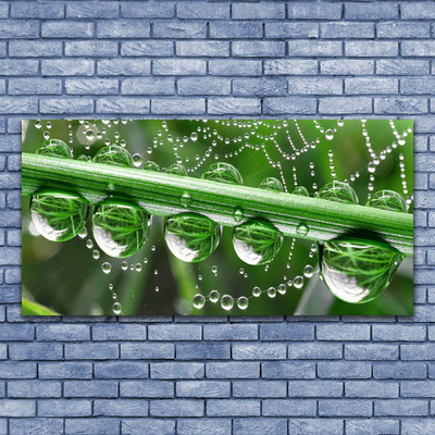 Quadro acrílico Planta de gotas de teia de aranha