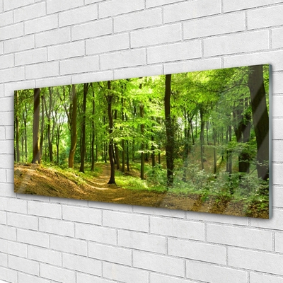 Quadro acrílico Trilha da Natureza da Floresta