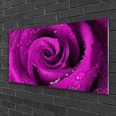 Quadro acrílico Rosa Flor Planta Natureza