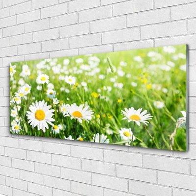 Quadro acrílico Planta de flor margarida
