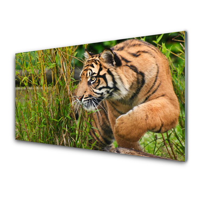 Quadro acrílico Animais Tigres