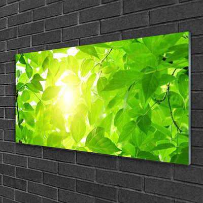 Quadro acrílico Folhas Natureza Sol Planta